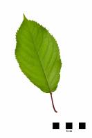 Merisier - feuille sur fond blanc (Prunus avium)